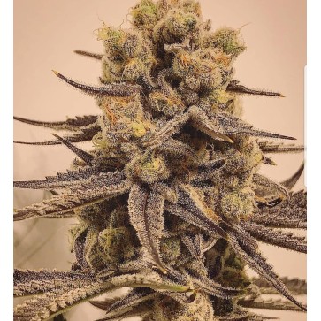 Насіння конопель Grape Marmalade Feminised Silver - 500 шт